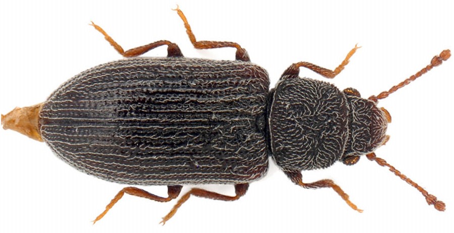 Berginus tamarisci Wollaston, 1854